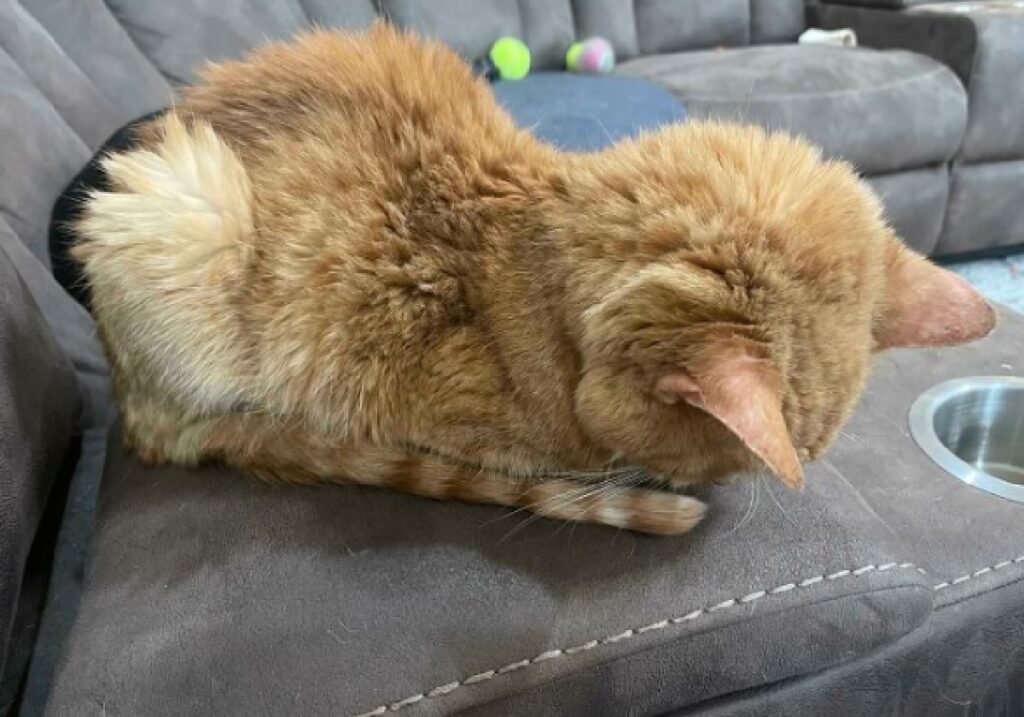 gatto rosso dorme raccolto