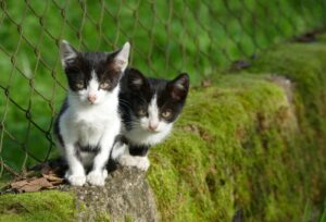 8 foto di gatti fin troppo piccoli per essere veri, la loro tenerezza è quasi imbarazzante
