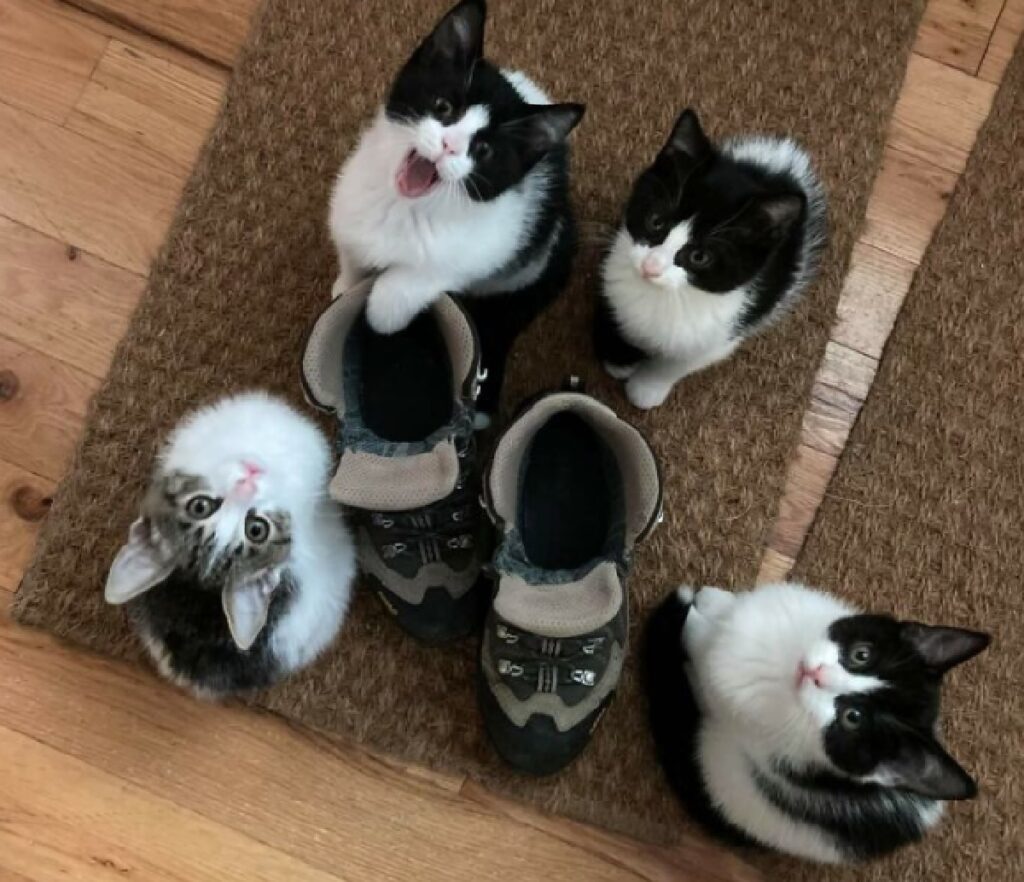 gatti urlano davanti paio di scarpe