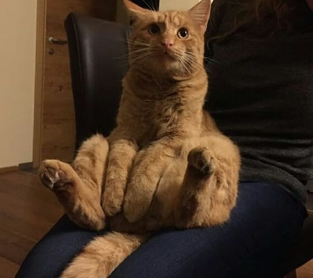 gatto rosso seduto come umani