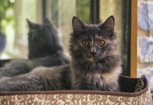 8 foto di gatti ai quali hanno spiegato, in modo superficiale, cosa sia una posa “professionale”