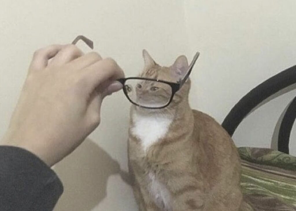 gatto rosso con occhiali