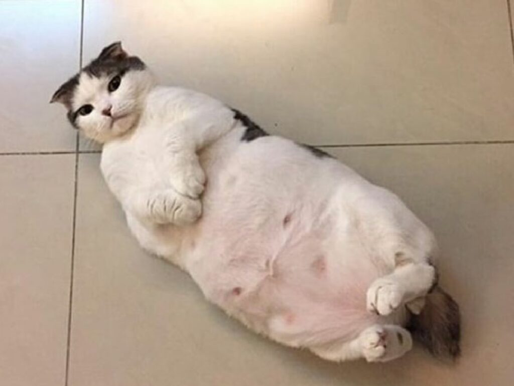 gatto grasso sul pavimento
