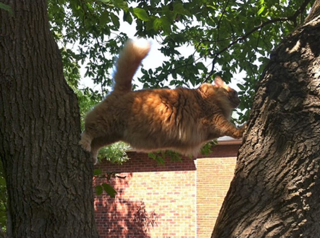 gatto grasso rimane bloccato