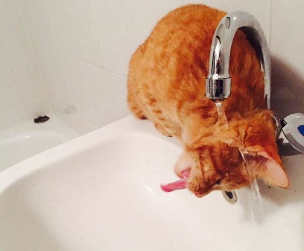 gatto rosso non sa bere acqua