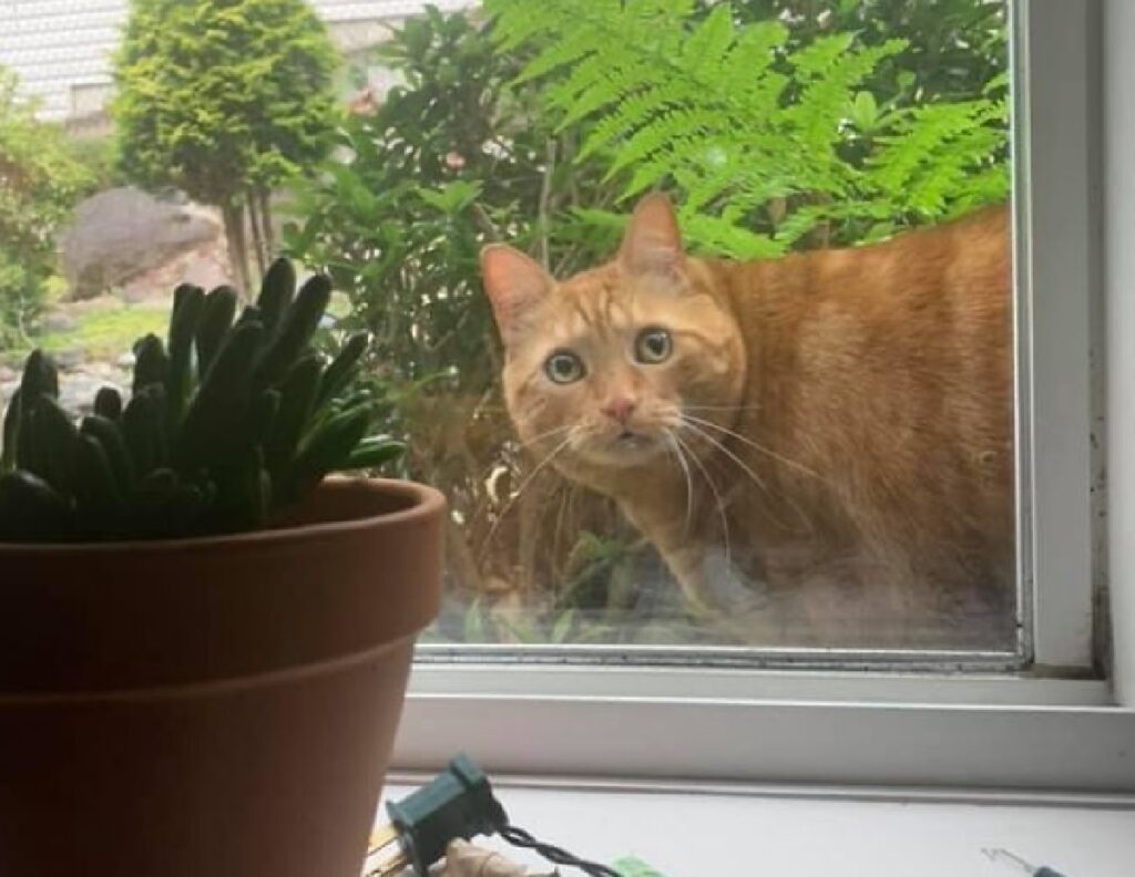 gatto straniero si affaccia finestra 