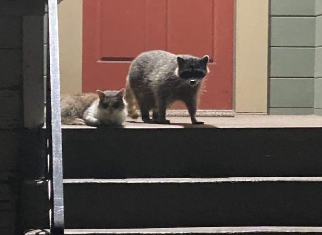 gatto con procione fuori porta