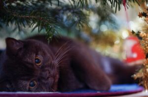 8 foto geniali di proprietari che cercano di proteggere gli alberi di natale dai loro gatti