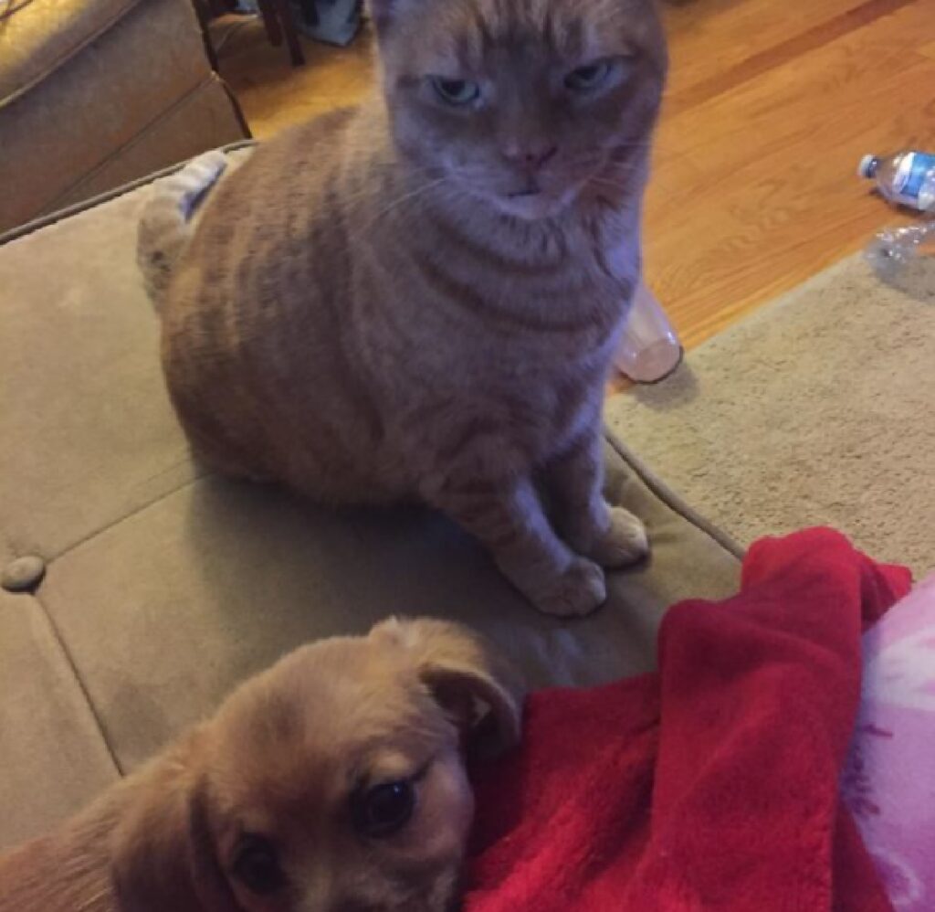 gatto osserva cucciolo di cane