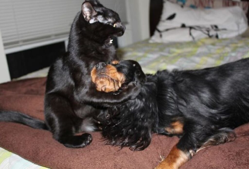 gatto nero afferra cane per testa