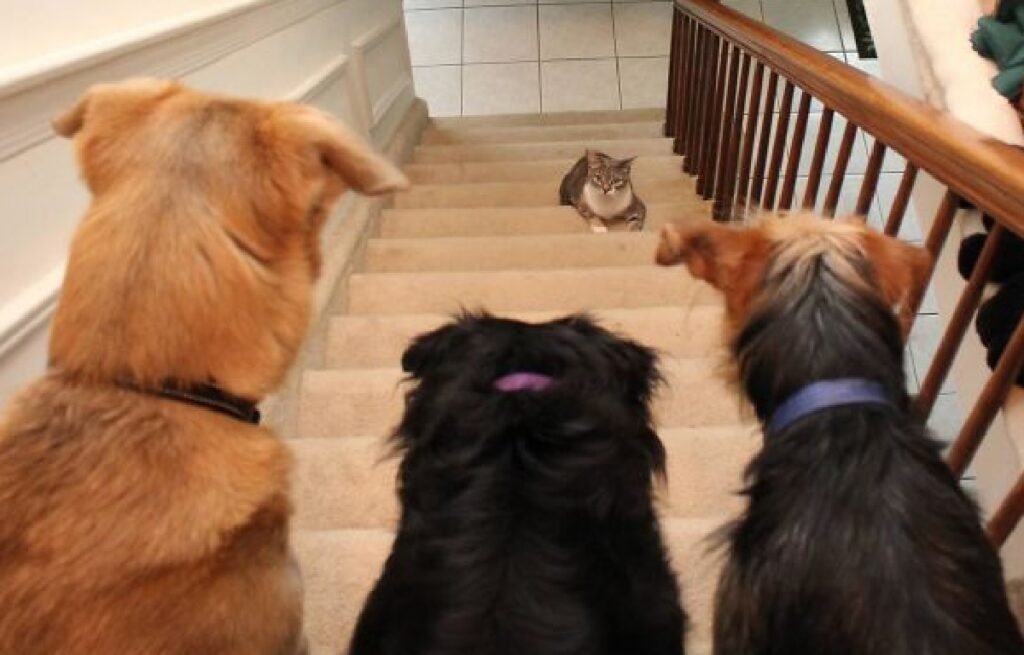 gatto non fa scendere dalle scale