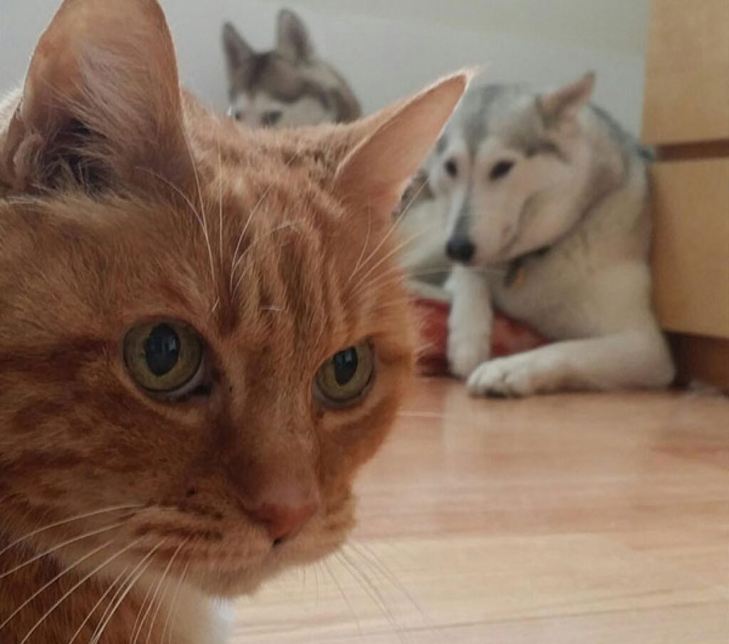gatto e fratelli cani husky