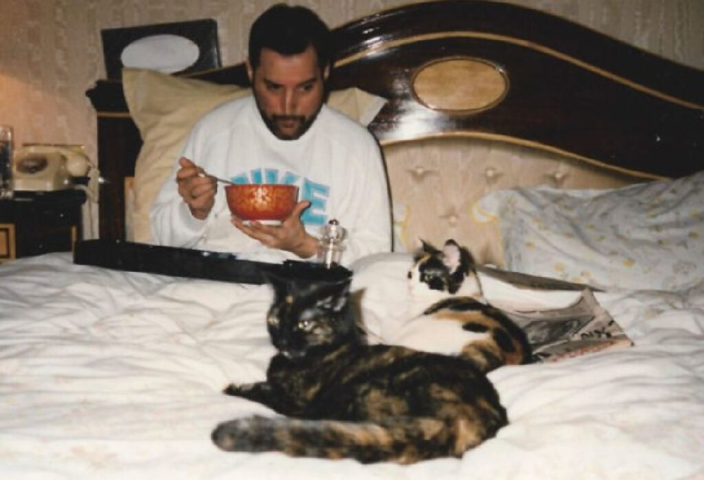 freddie mercury letto con gatti