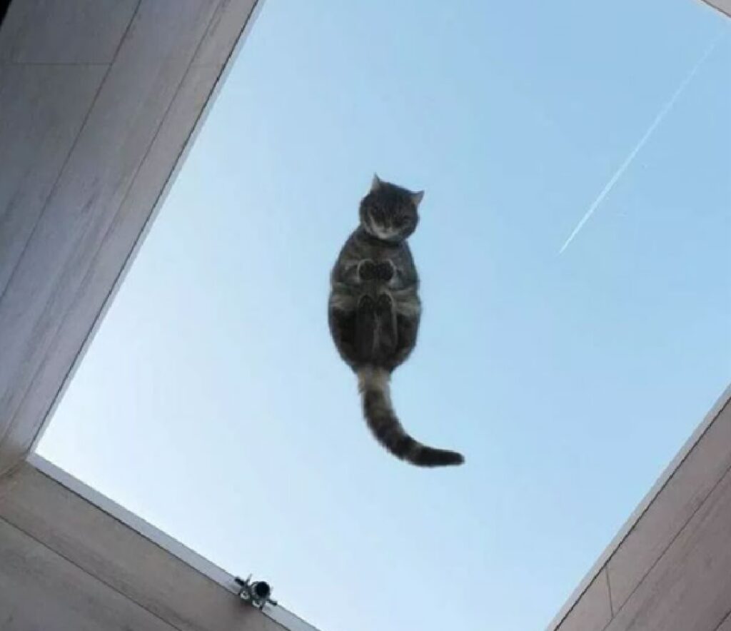 gatto vola in aria come supereroe