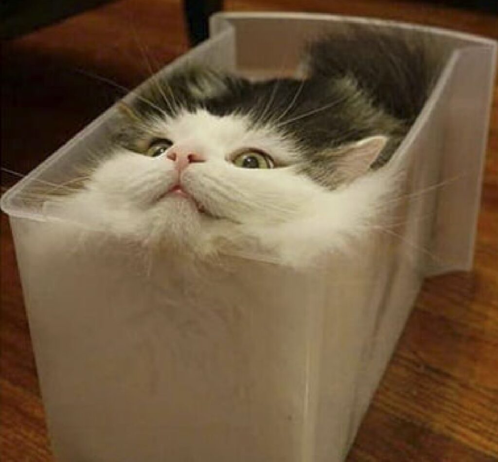 gatto dentro vasca sembra liquido