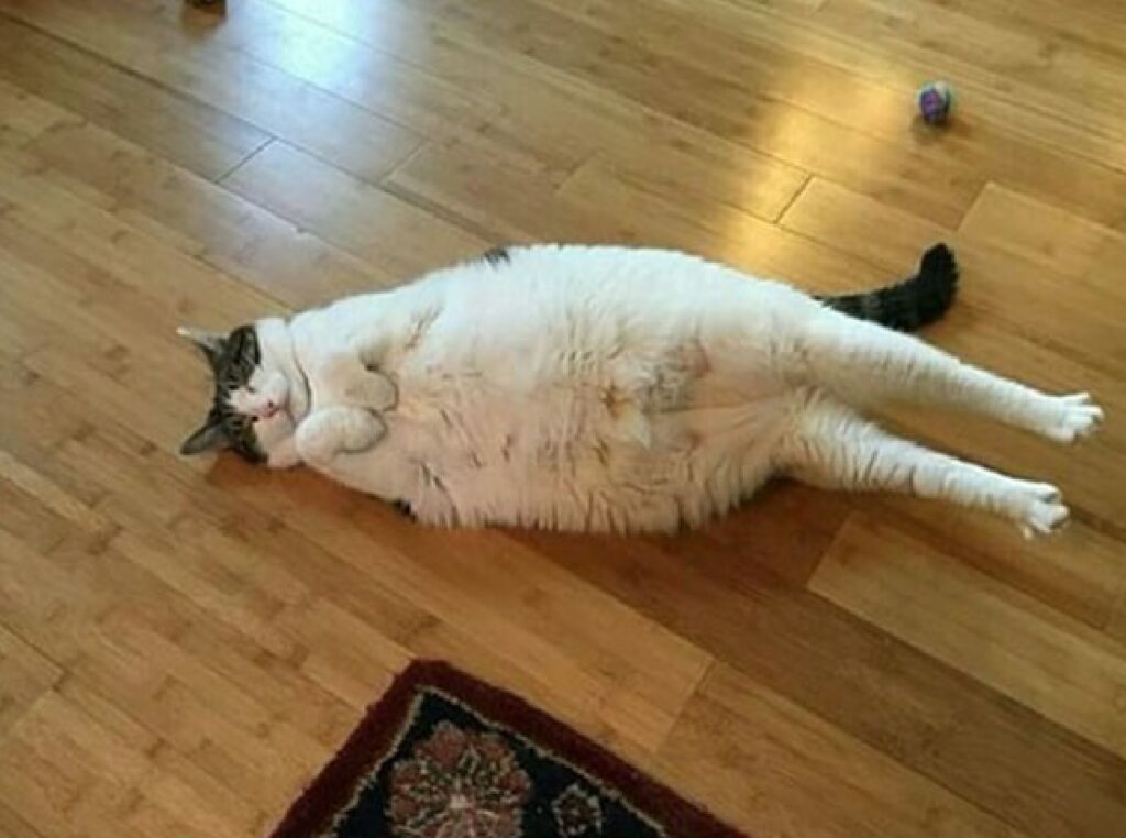 gatto sovrappeso sul pavimento