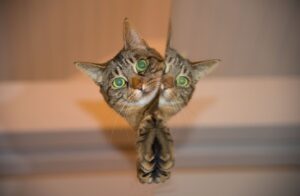 8 foto interessanti di gatti che ci insegnano la geometria “a modo loro”