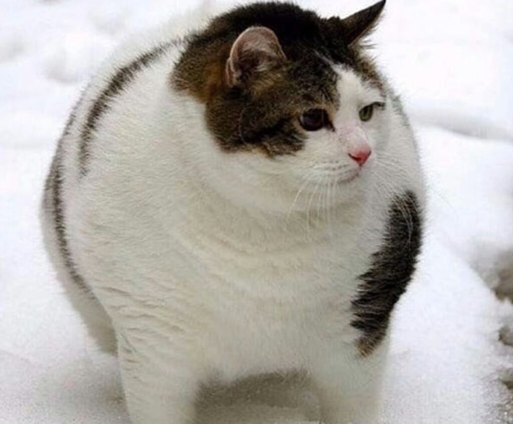gatto pesa tanto forma sferica