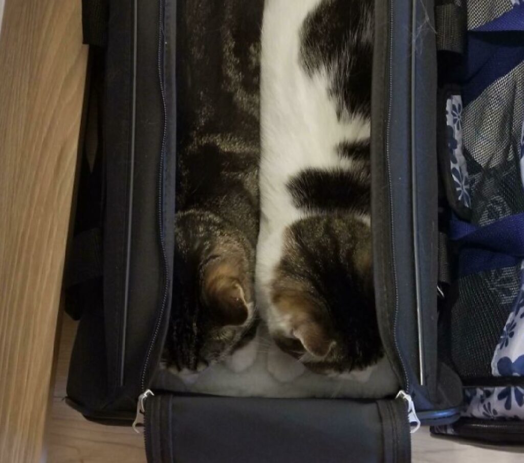 gatti coppia dentro borsone