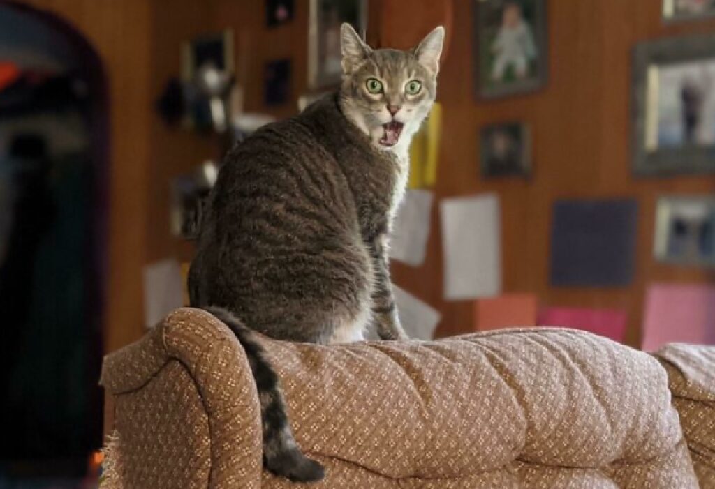 gatto sembra scioccato da notizia