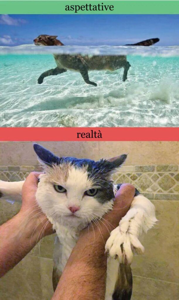 gatti in acqua