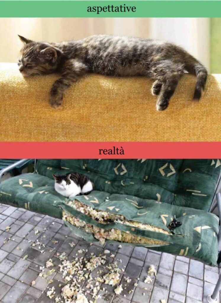 gatti e divani