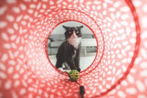 8 foto postate dai proprietari di gatti: aspettative vs. realtà