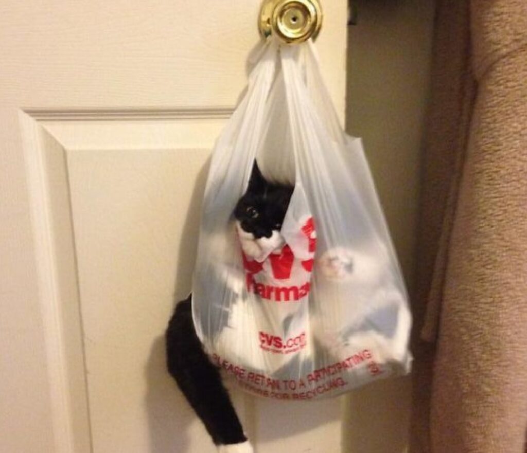gatto nero intrappolato busta