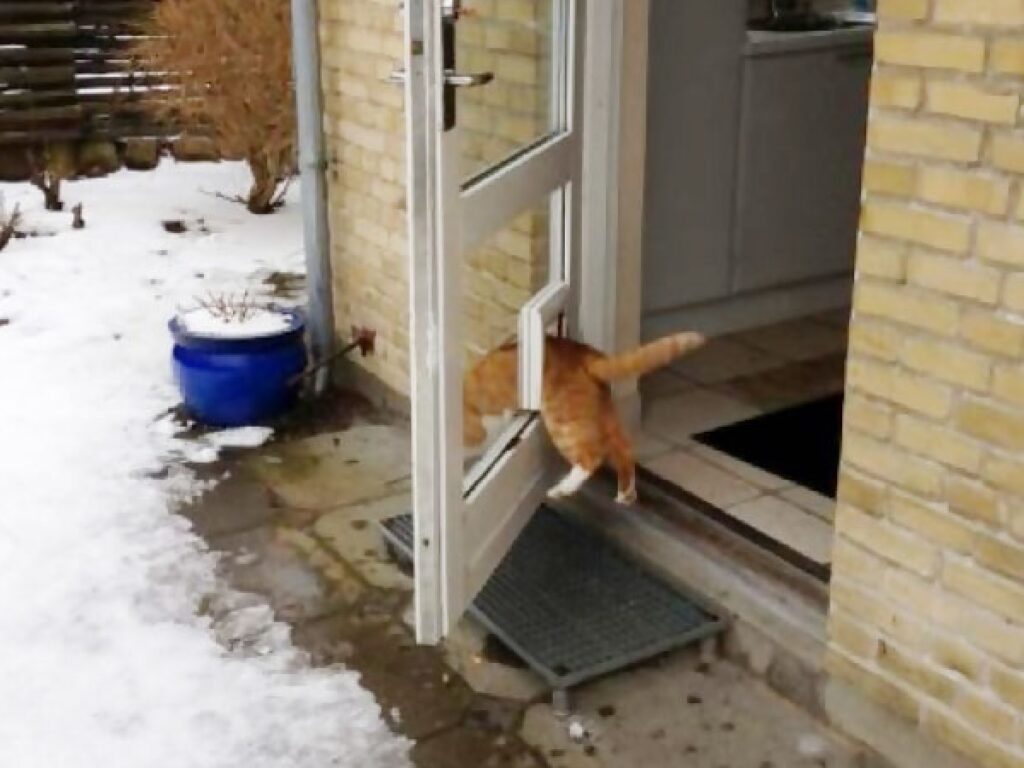 gatto esce di casa ignorando porta aperta
