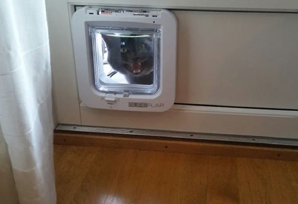 gatto porticina diventata finestra