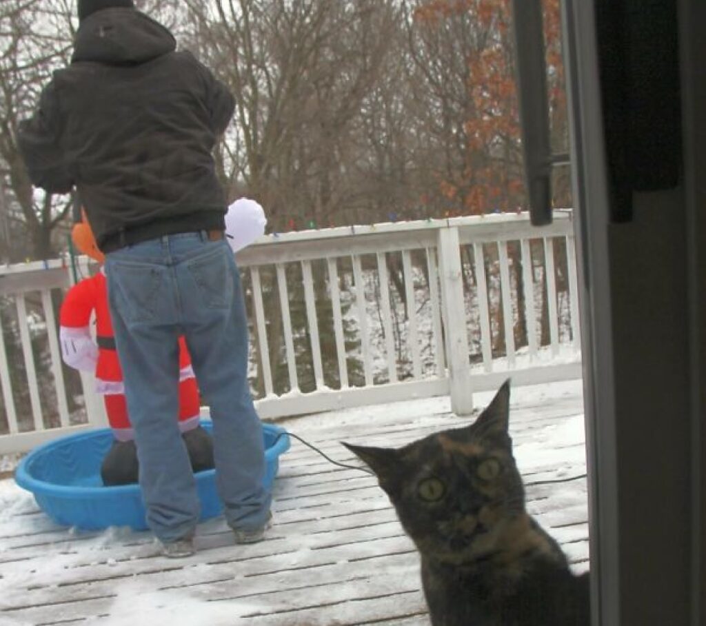 gatto scopre che fuori fa freddo