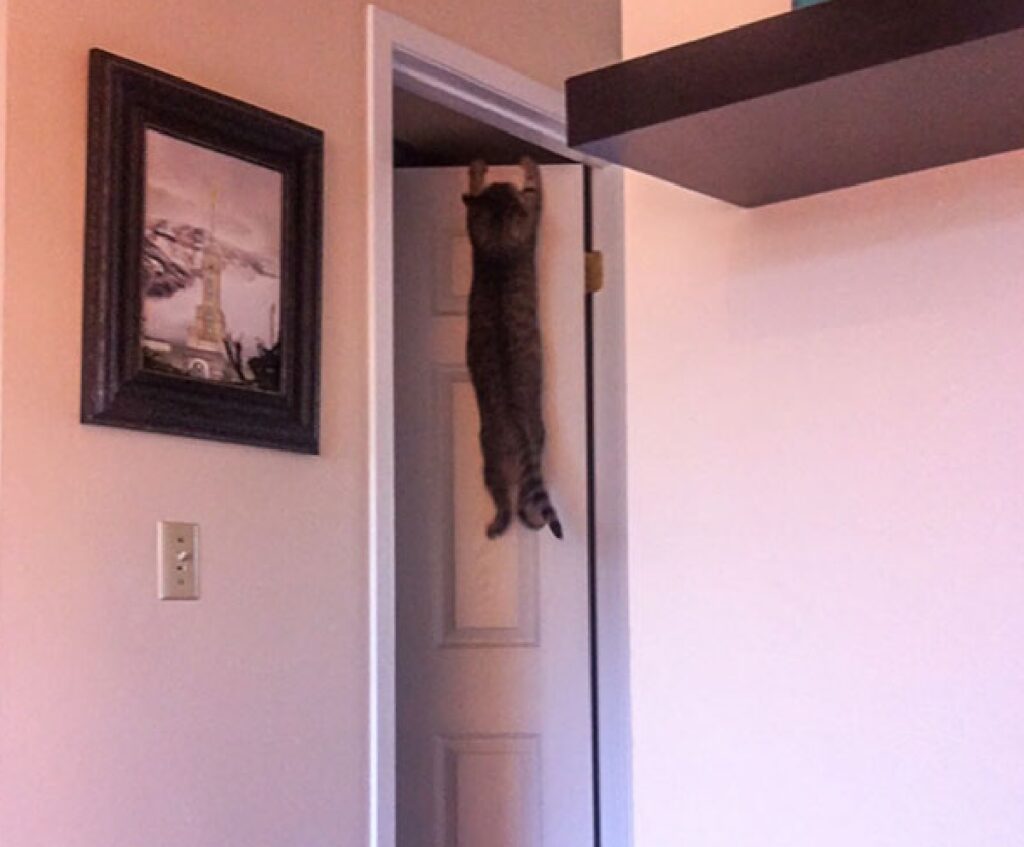 gatto arrampicato porta della camera