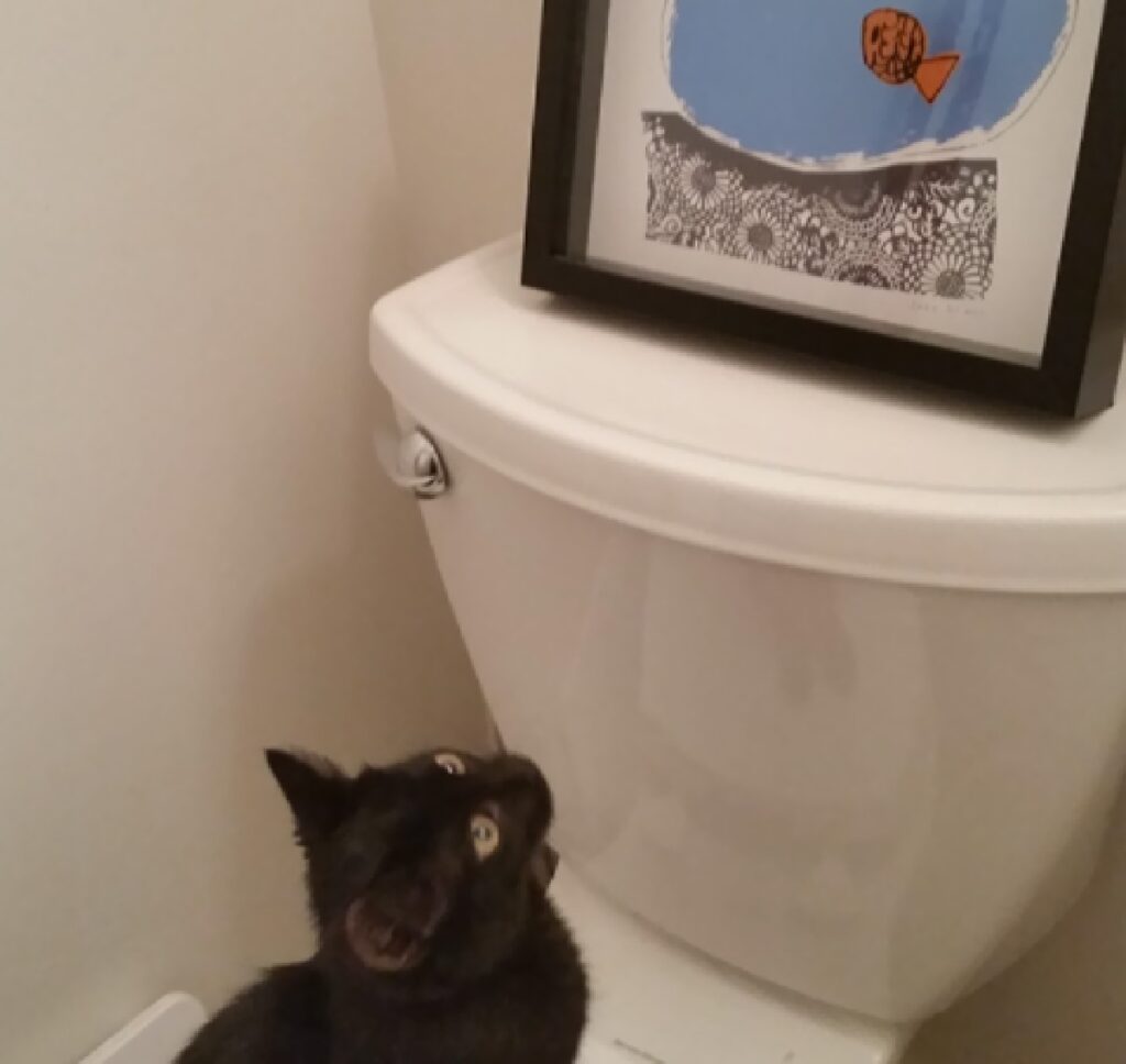 gattino wc quadro pesciolino