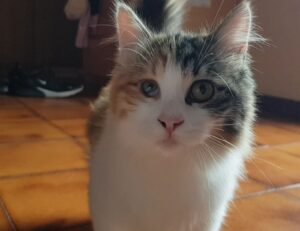 Aisha, la meravigliosa gattina a pelo lungo cerca famiglia