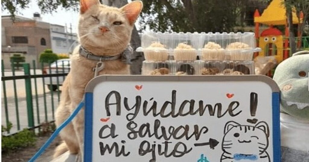 gattino cieco vende cupcakes