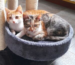 Artù e Minou: due inseparabili gattini alla ricerca di un’unica adozione