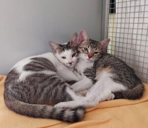 Cindy e Lou: due gattini inseparabili alla ricerca di un’adozione di coppia
