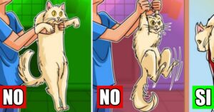 Come prendere correttamente in braccio micio: i consigli del veterinario