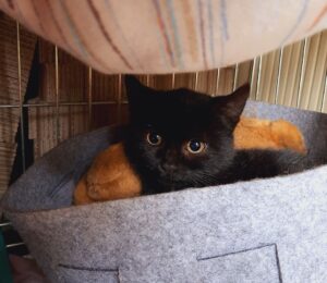 Dalia, piccola gattina nera è in attesa di una dolce adozione