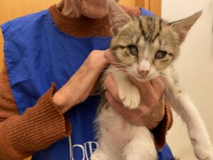 Eco e Dafne, le due gattine trovate in pessime condizioni cercano casa