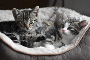 Salvano per la prima volta dei gattini: l’incredibile storia