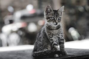 Gattini salvati da una donna coraggiosa: ora sono finalmente felici