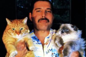 Freddie Mercury: una vita piena di amore incondizionato per i gatti