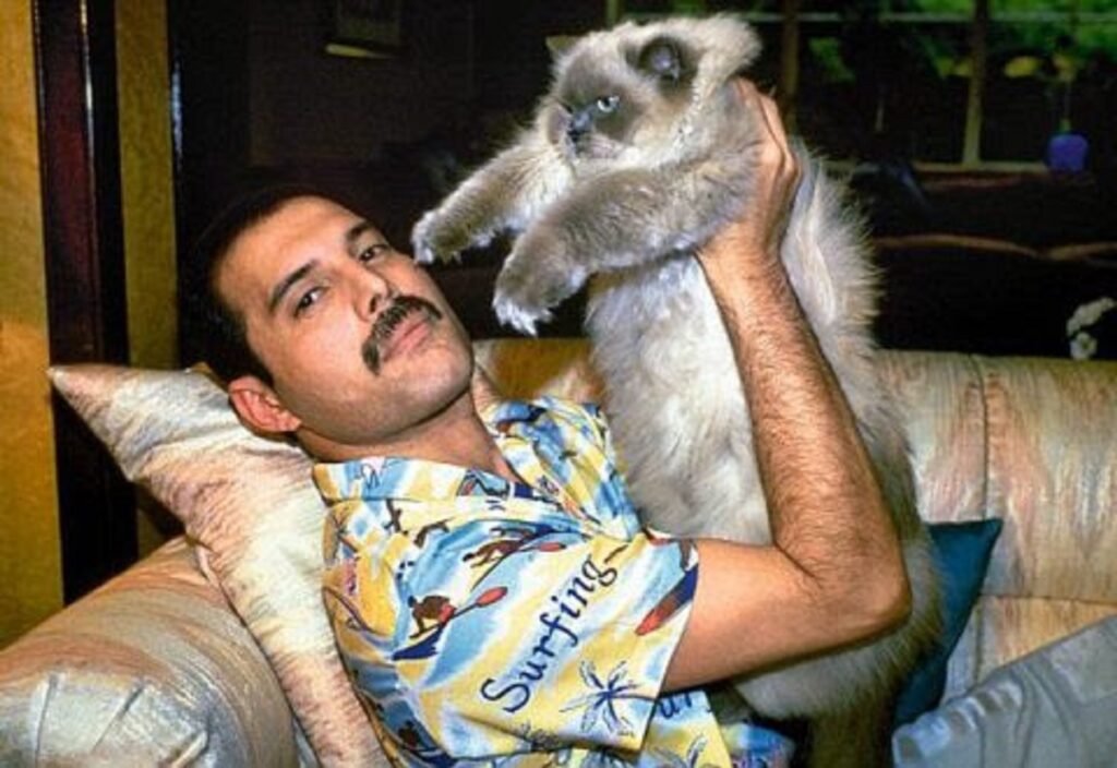 gatti freddie mercury