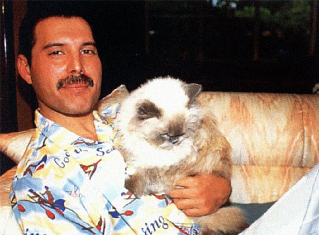 l'amore di freddie mercury per i gatti