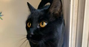 Un gatto nero smarrito appare tre mesi dopo a più di 300 km da casa