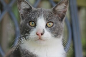 Una donna anziana muore quattro ore dopo aver perso la sua amata gattina Gabby