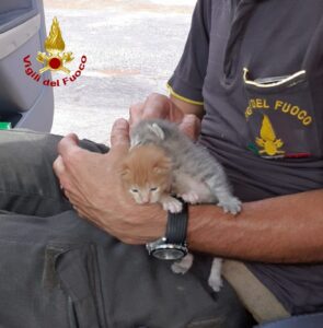 Gin e Tonic, i due gattini gettati nella spazzatura e adottati dai Vigili del Fuoco