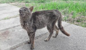 Giosuè, il gattino trovato in condizioni critiche ha bisogno di cure costose