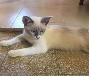 Hakunina, gattina di sei mesi restituita dall’adottante per un problema